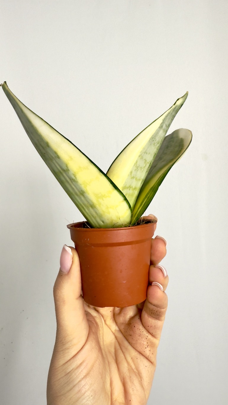 Sansevieria Hahnii Solid Gold