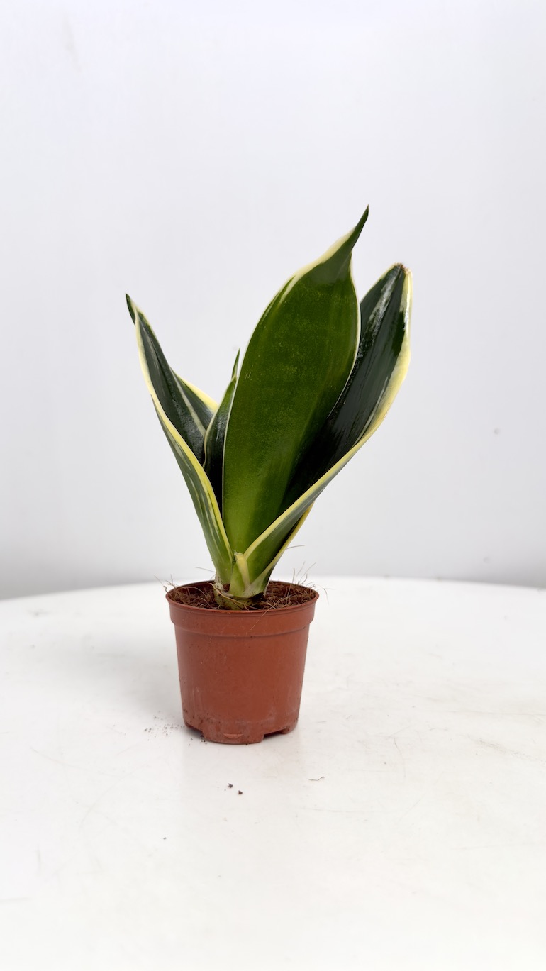 Sansevieria Black Gold
