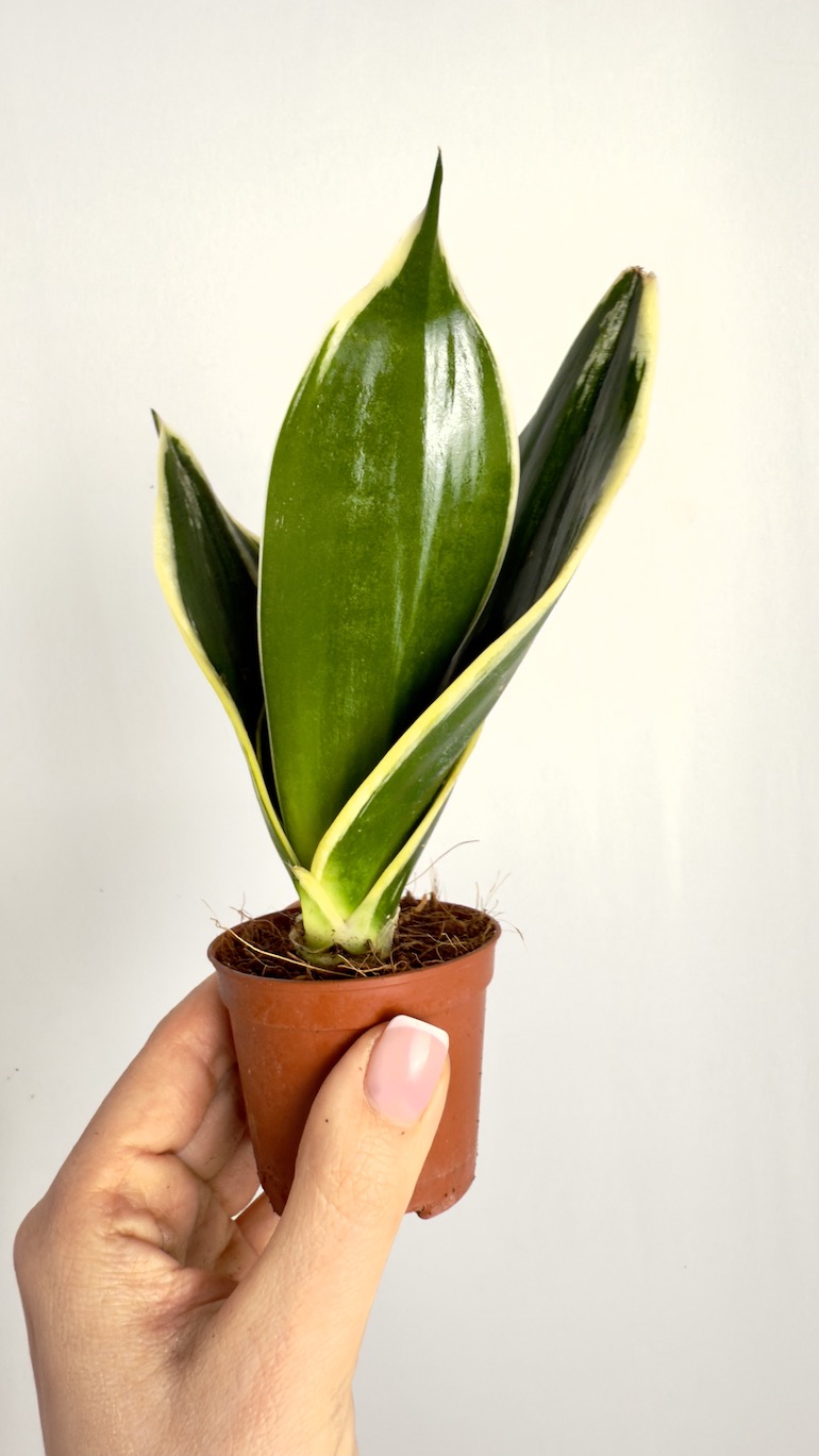 Sansevieria Black Gold