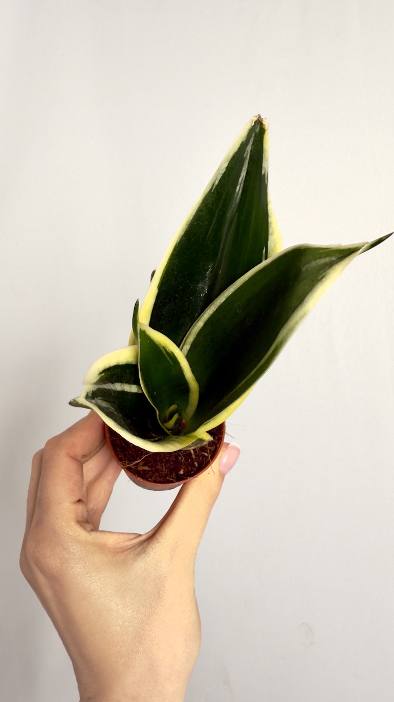 Sansevieria Black Gold