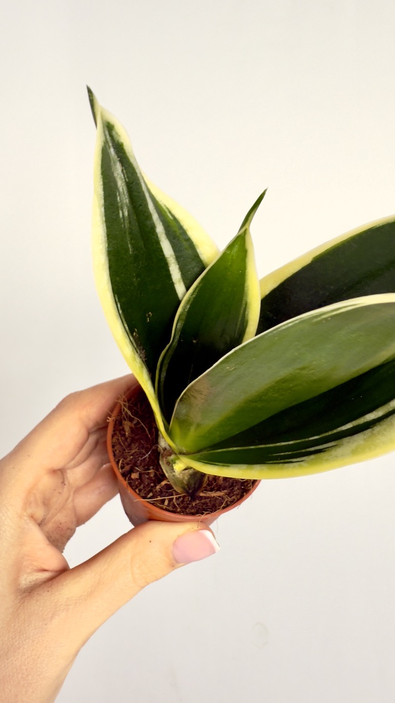 Sansevieria Black Gold