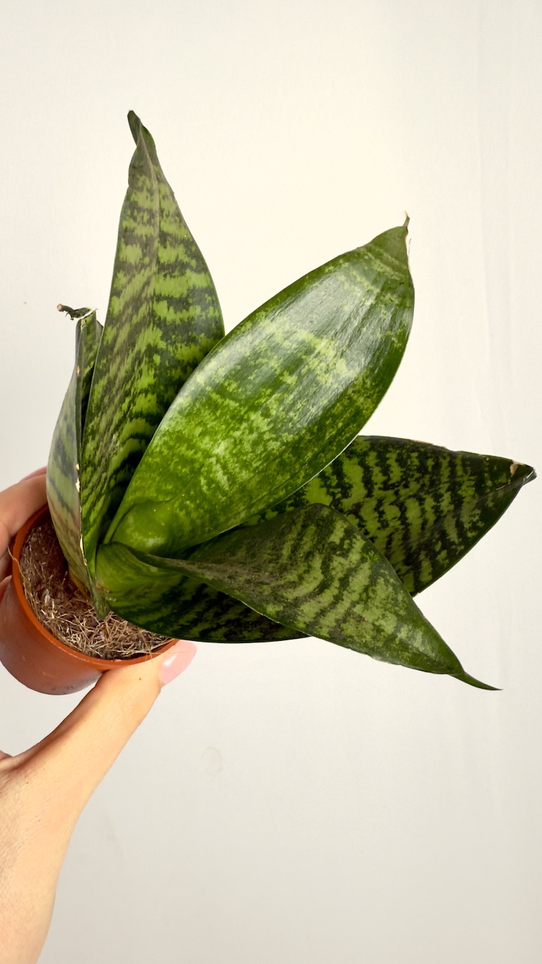 Sansevieria Zeylenica