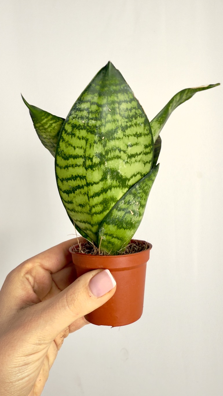 Sansevieria Zeylenica