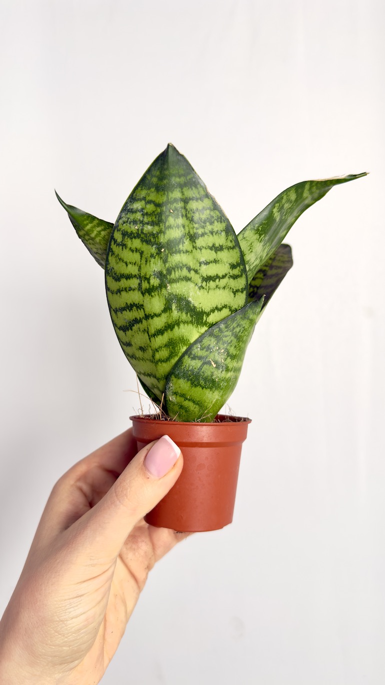 Sansevieria Zeylenica