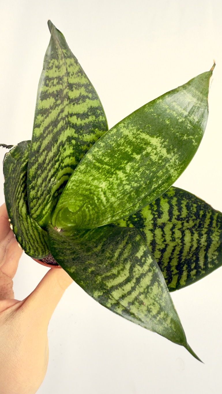 Sansevieria Zeylenica