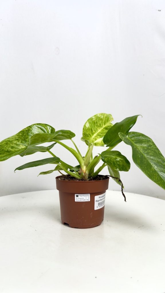 Philodendron Giganteum Variegata