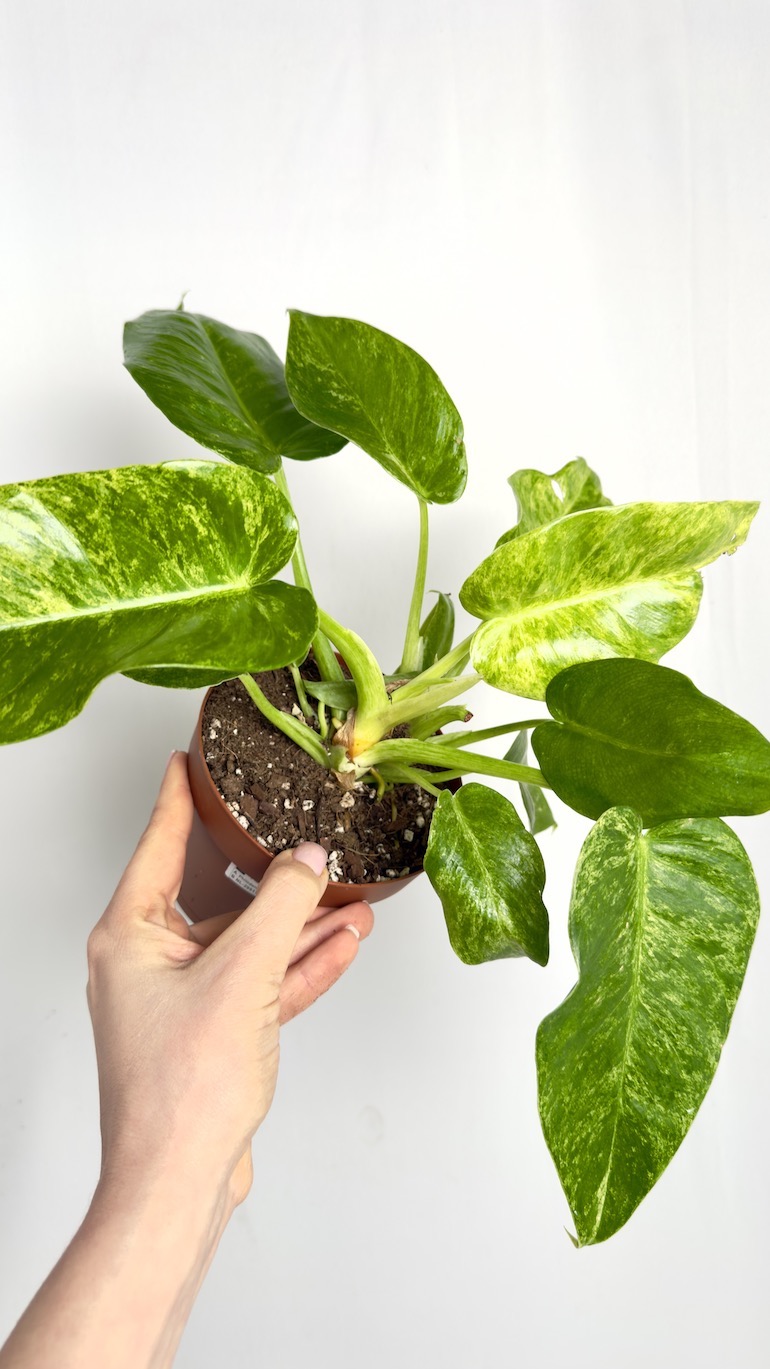 Philodendron Giganteum Variegata