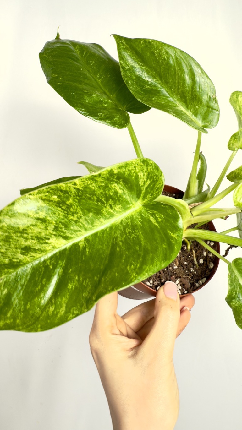 Philodendron Giganteum Variegata