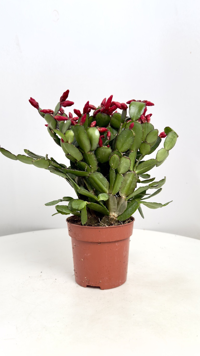 Rhipsalidopsis bordowe kwiaty