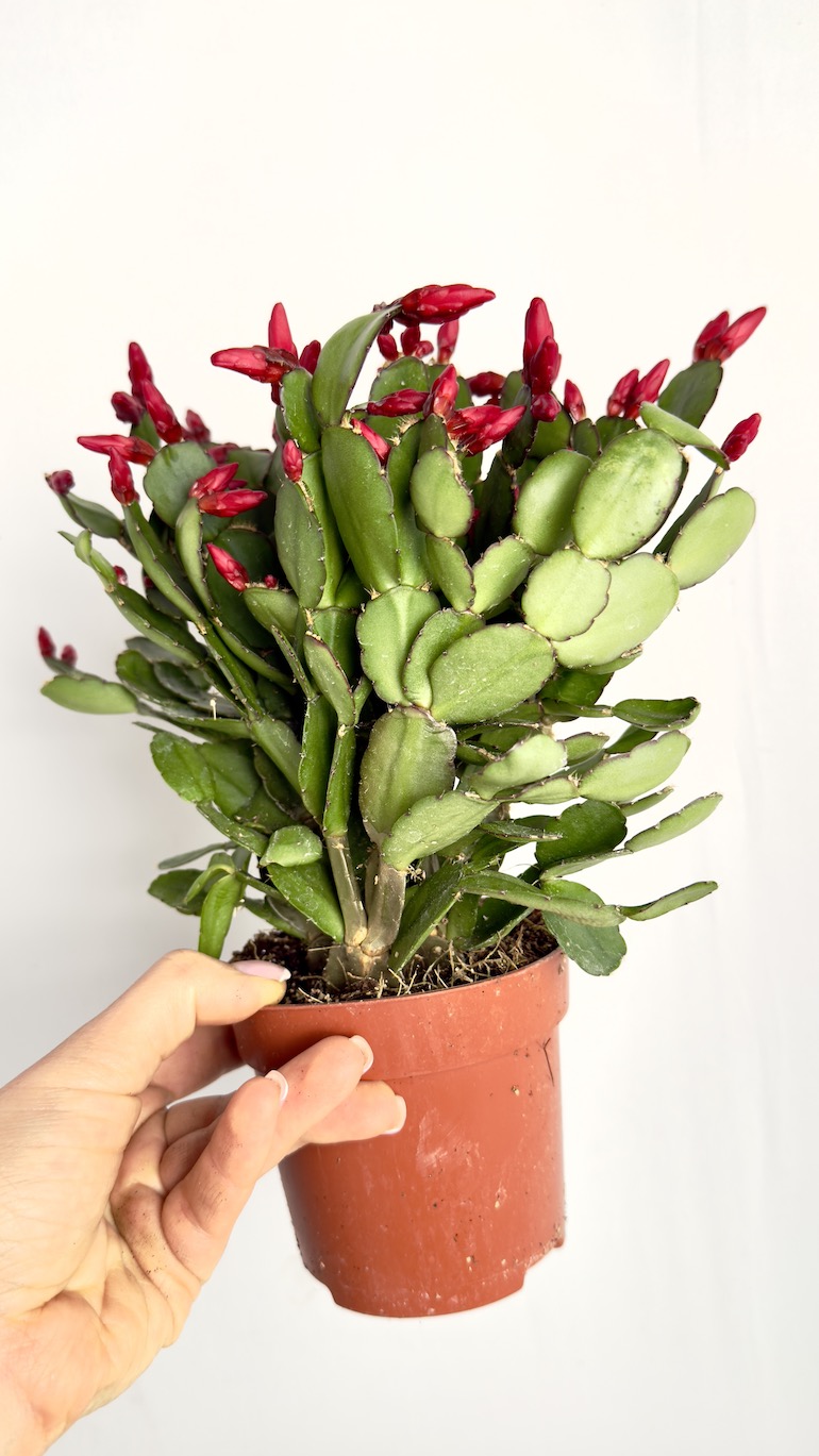 Rhipsalidopsis bordowe kwiaty