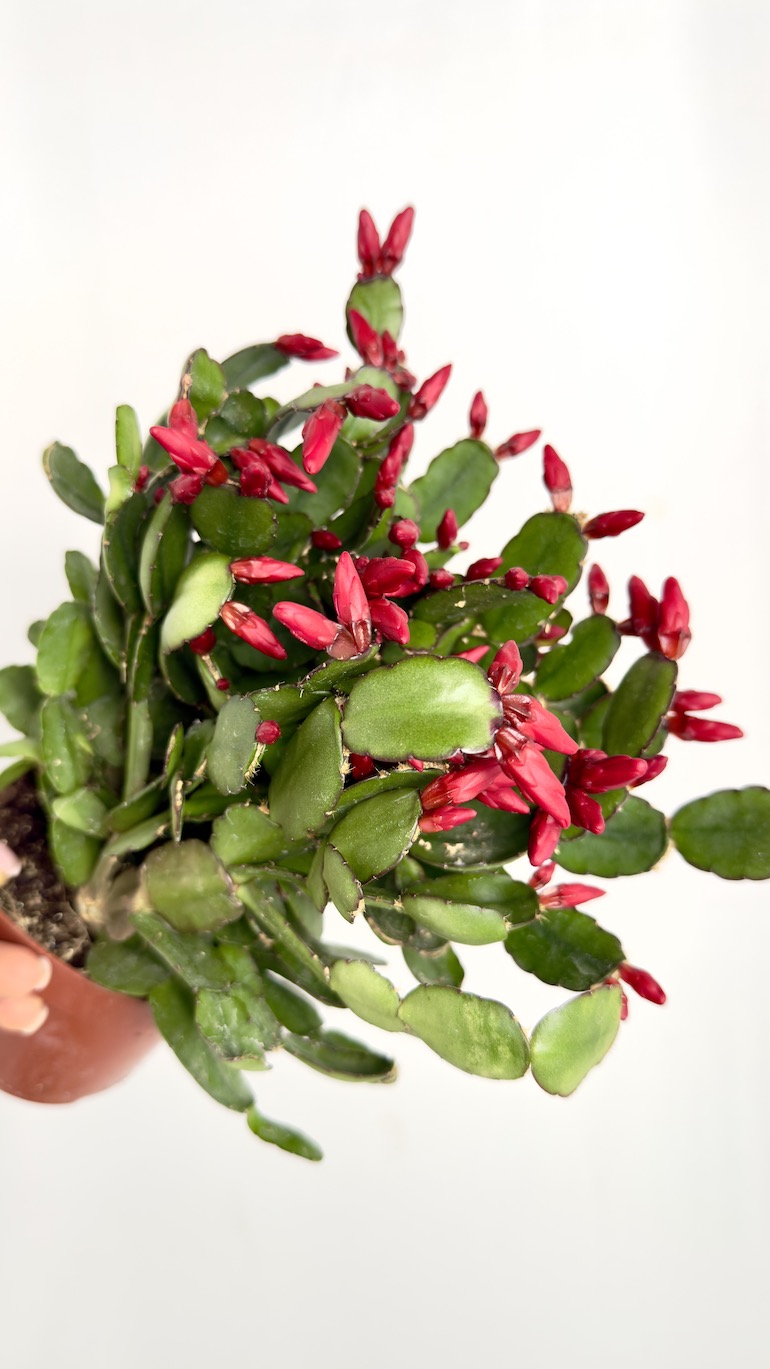 Rhipsalidopsis bordowe kwiaty