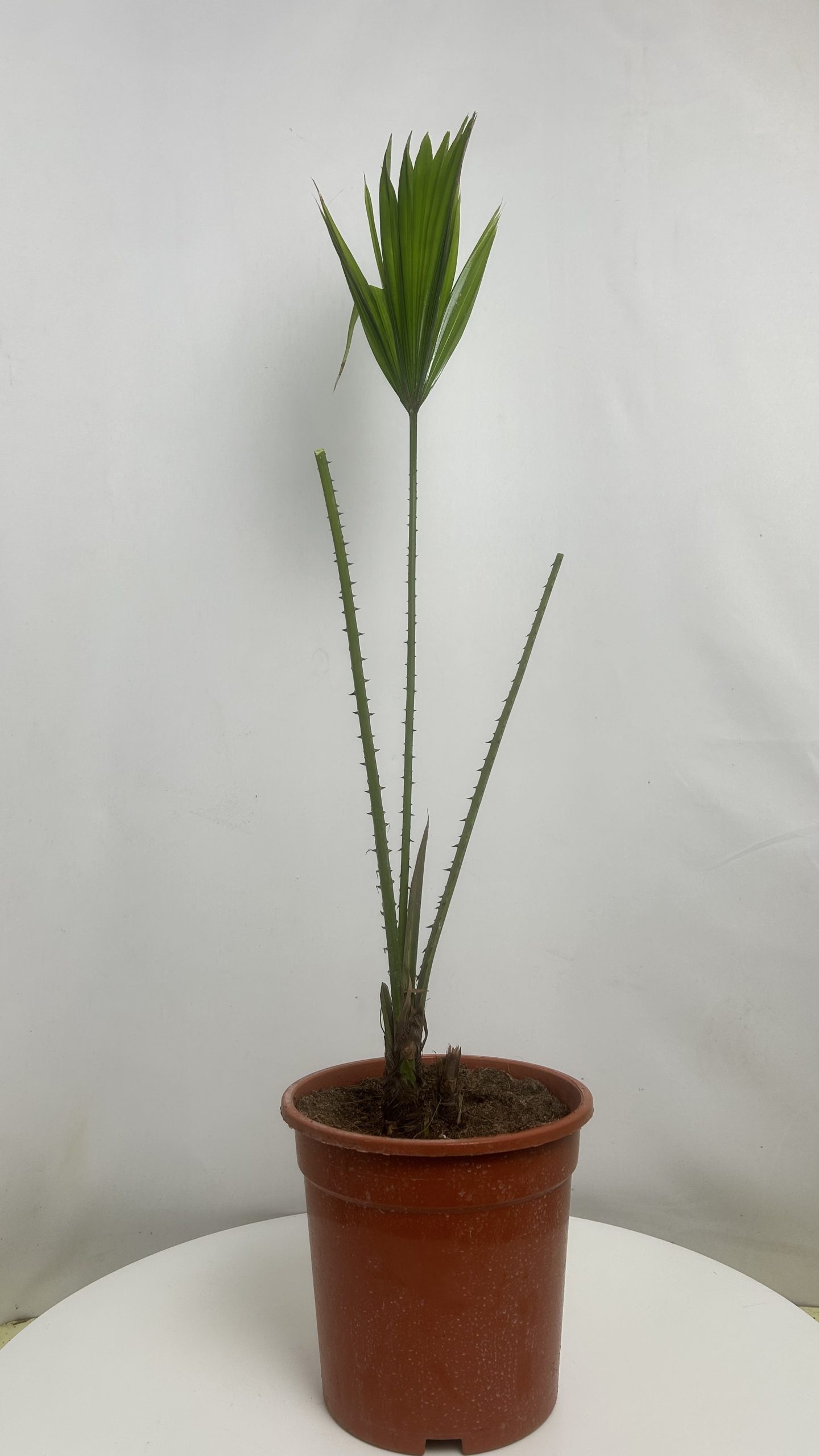 Washyngtonia Adopcja