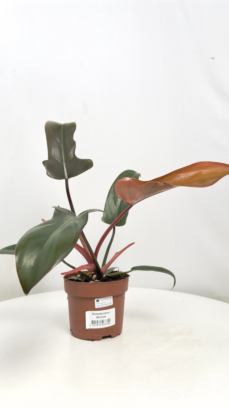 Philodendron Bronze