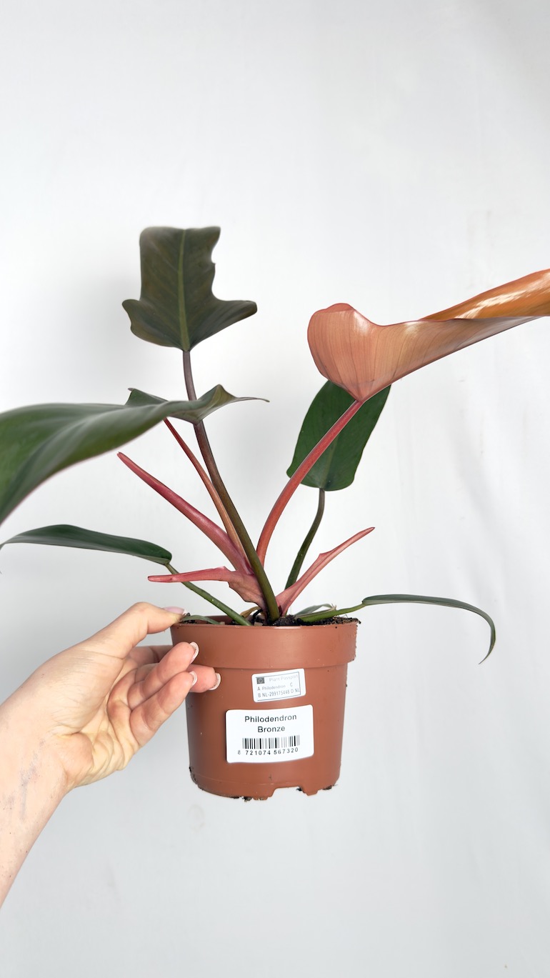Philodendron Bronze