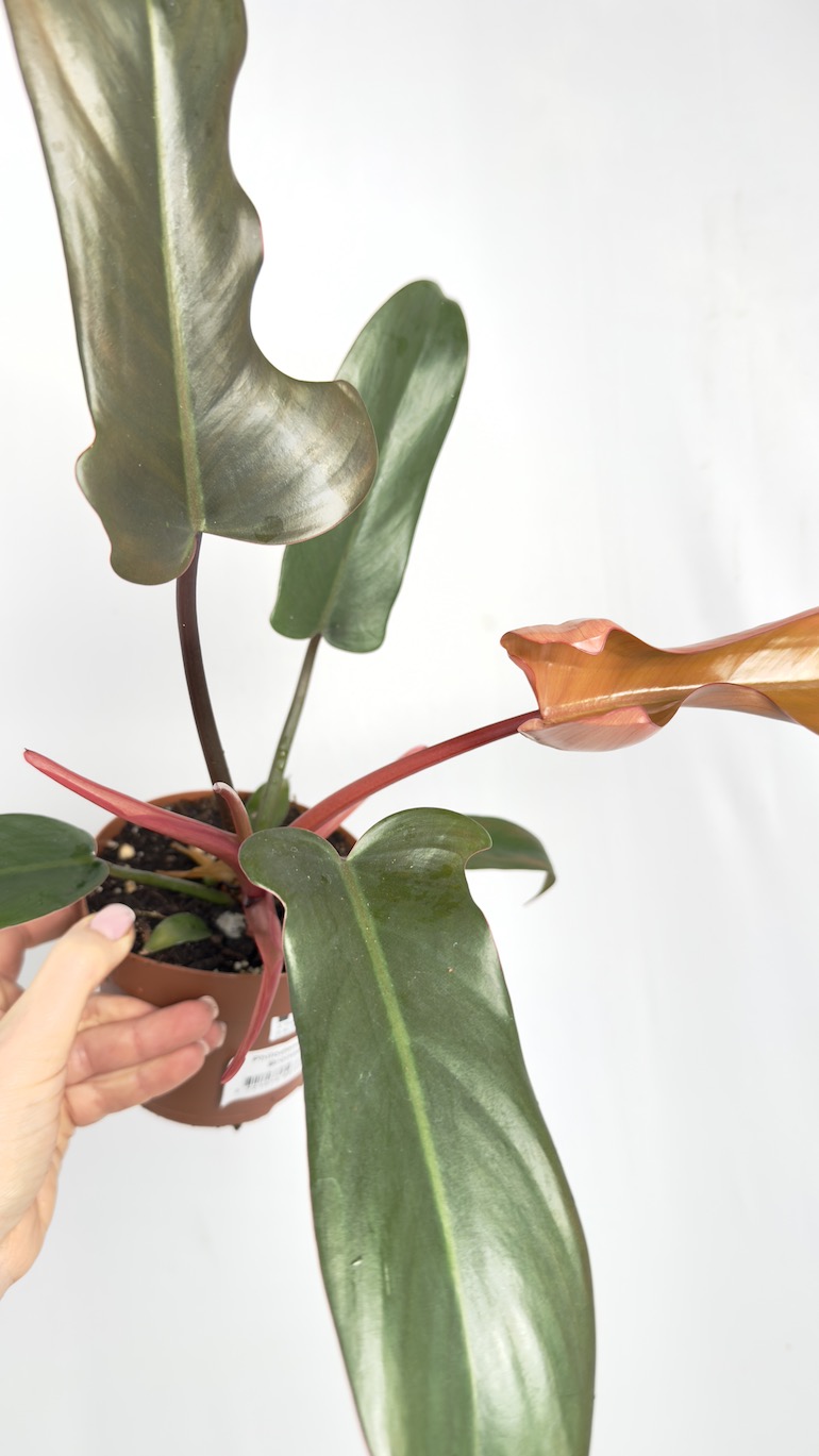 Philodendron Bronze
