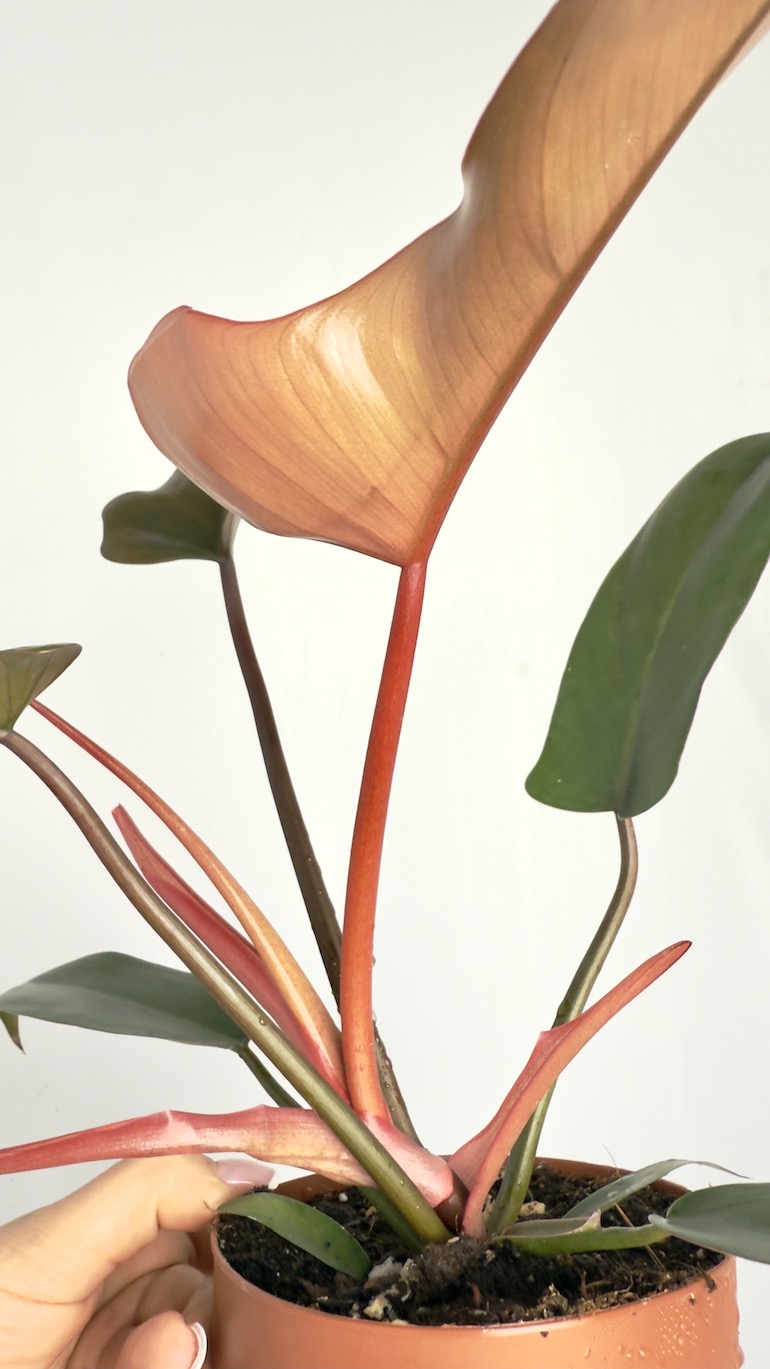 Philodendron Bronze