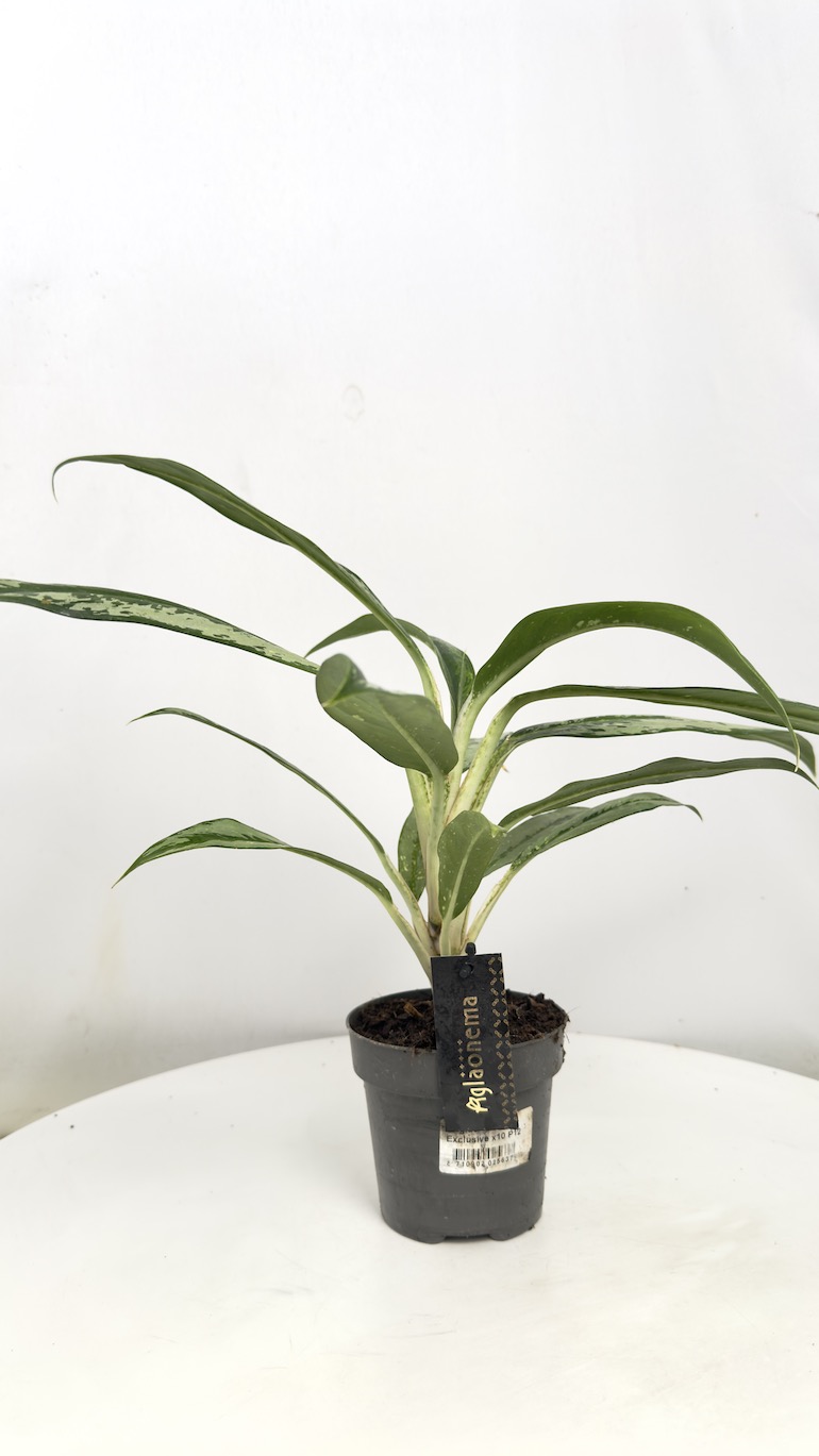 Aglaonema Matcha Lemon