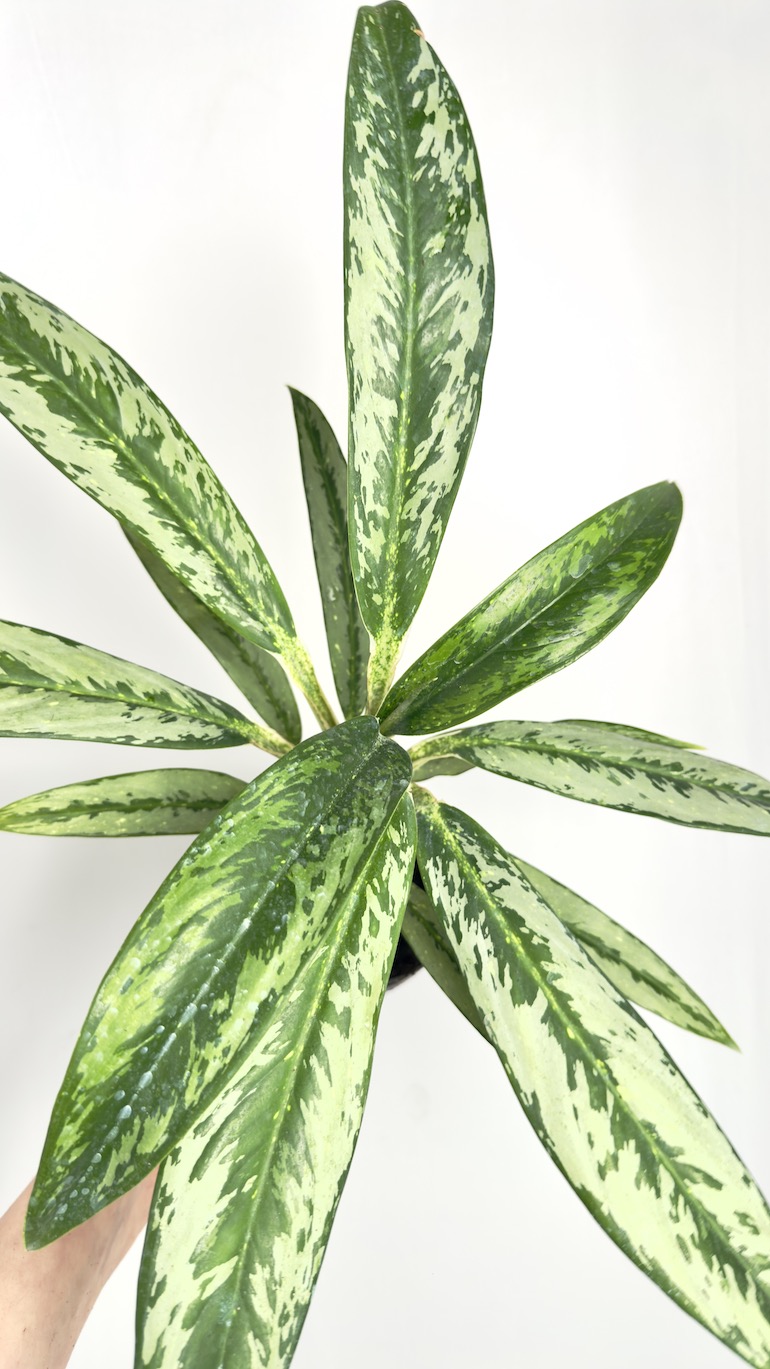 Aglaonema Matcha Lemon