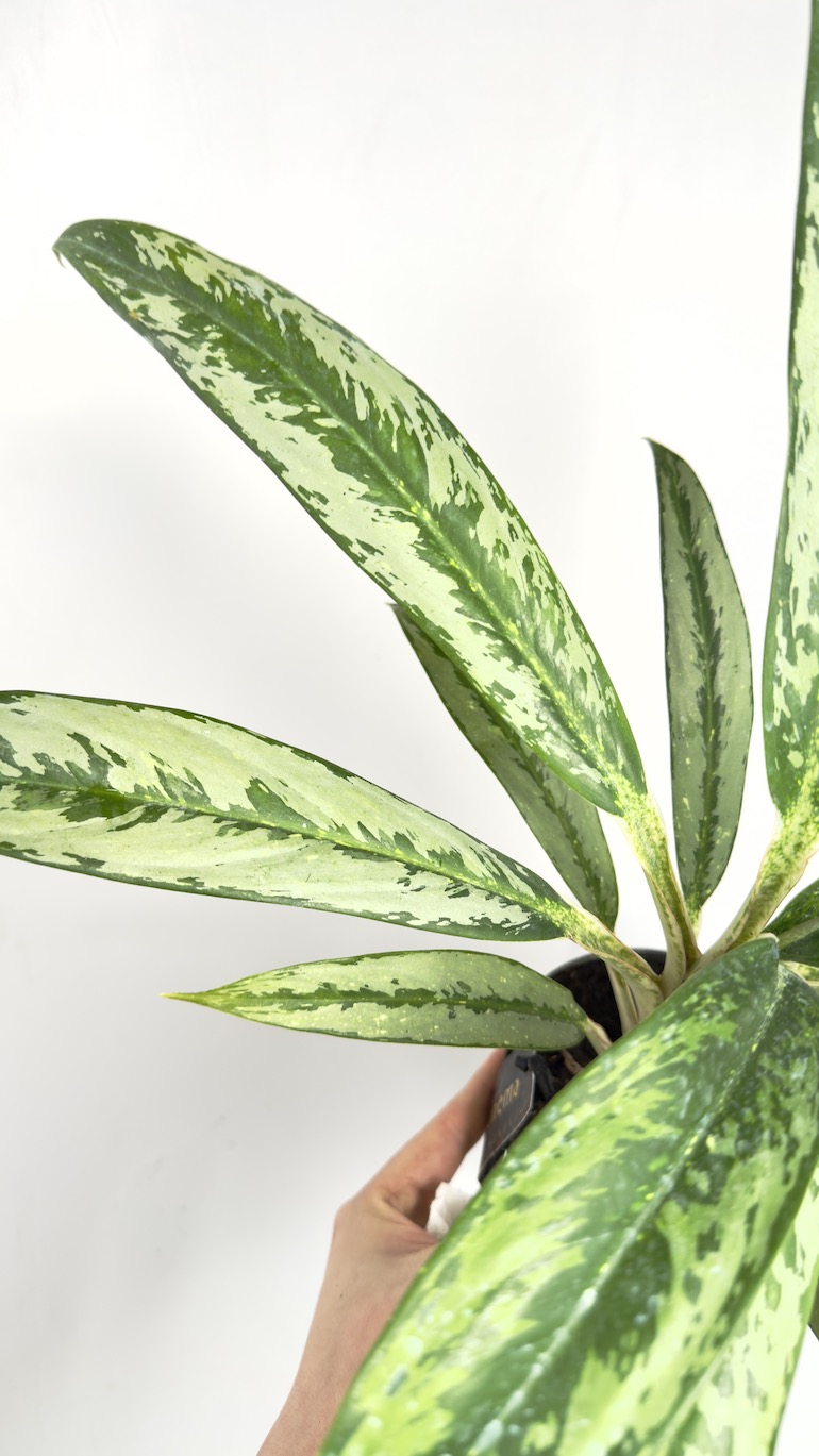 Aglaonema Matcha Lemon
