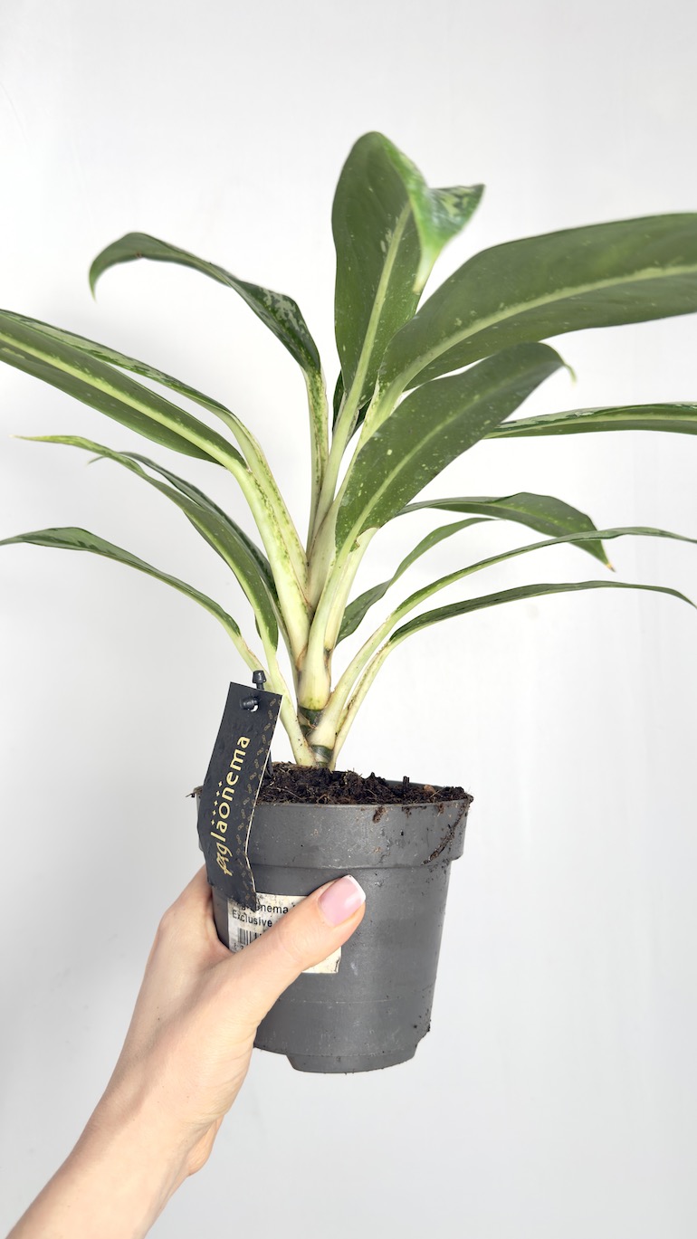Aglaonema Matcha Lemon