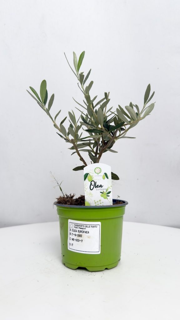 Olea europea