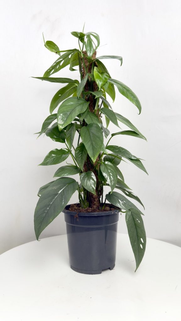Epipremnum Cebu blue