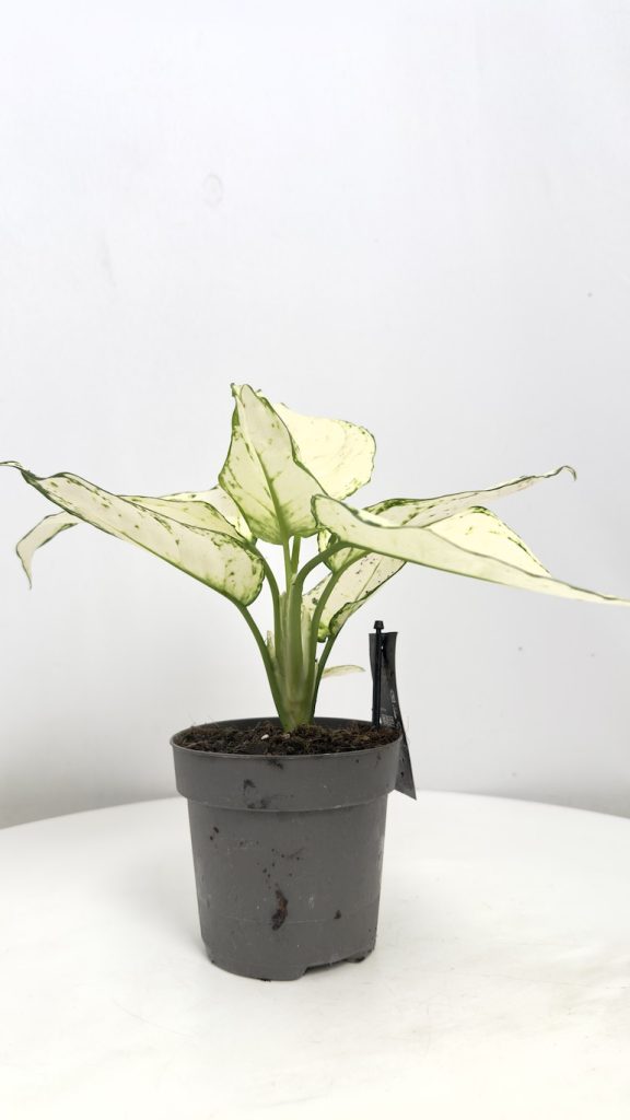 Aglaonema White Joy