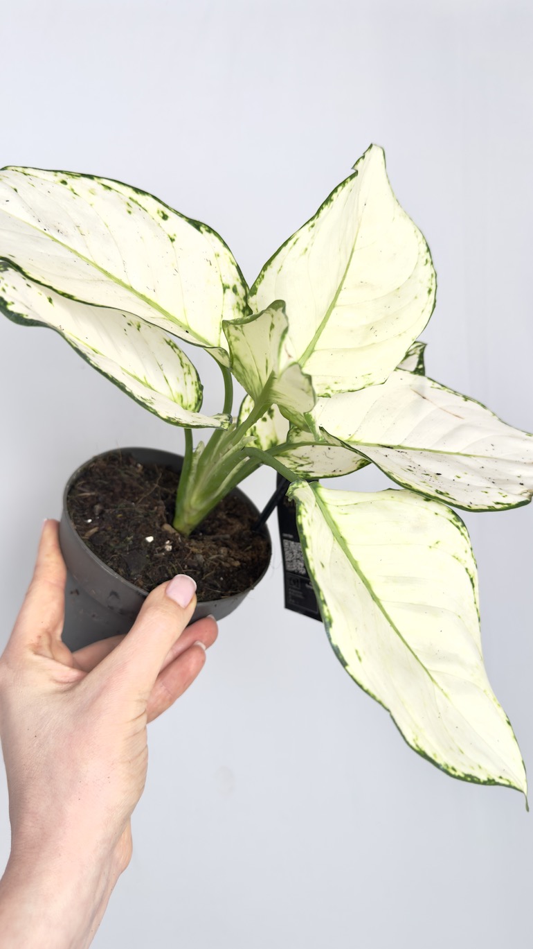 Aglaonema White Joy