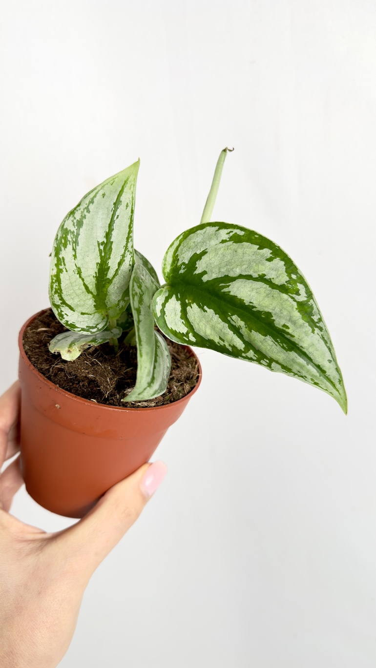 Scindapsus Kalimantan