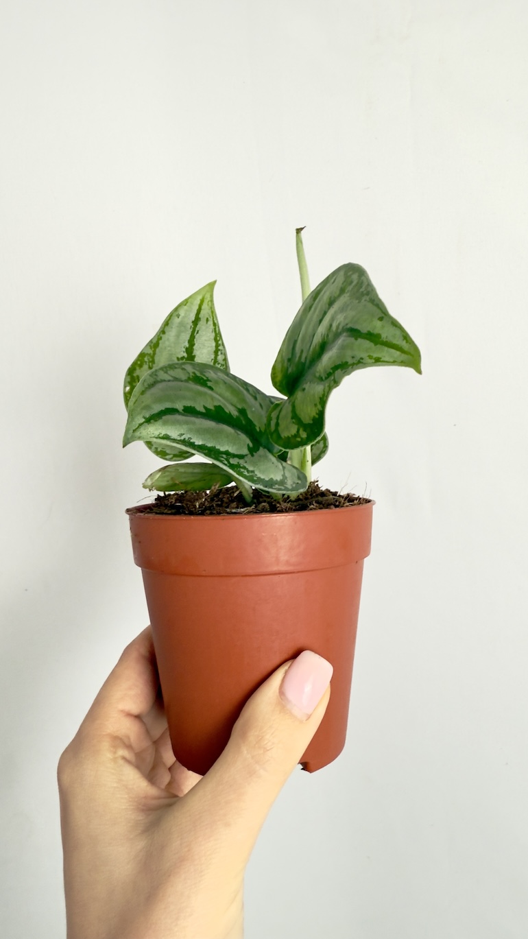 Scindapsus Kalimantan