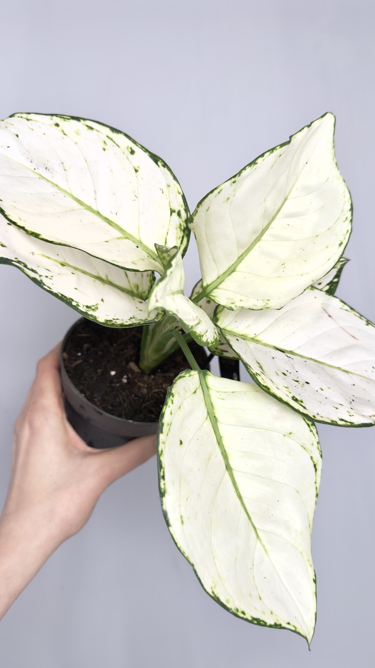 Aglaonema White Joy