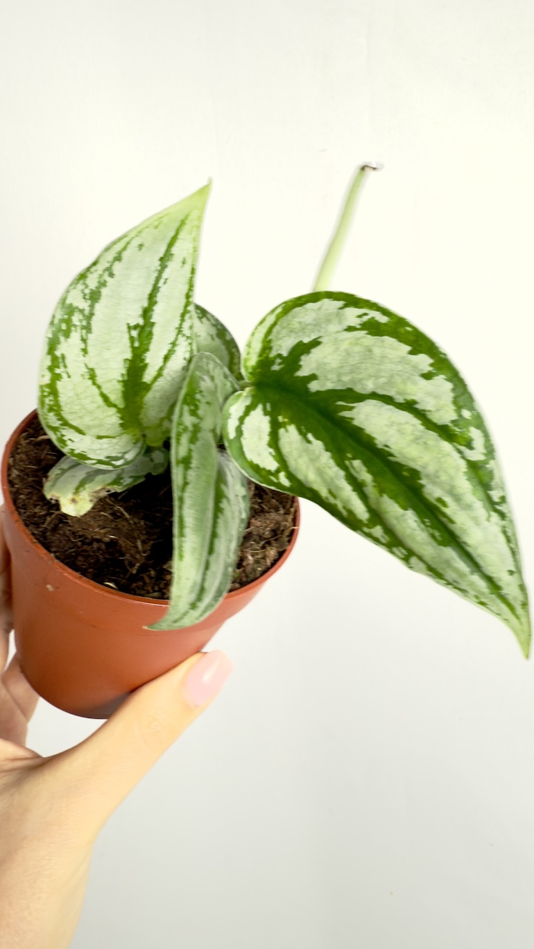 Scindapsus Kalimantan
