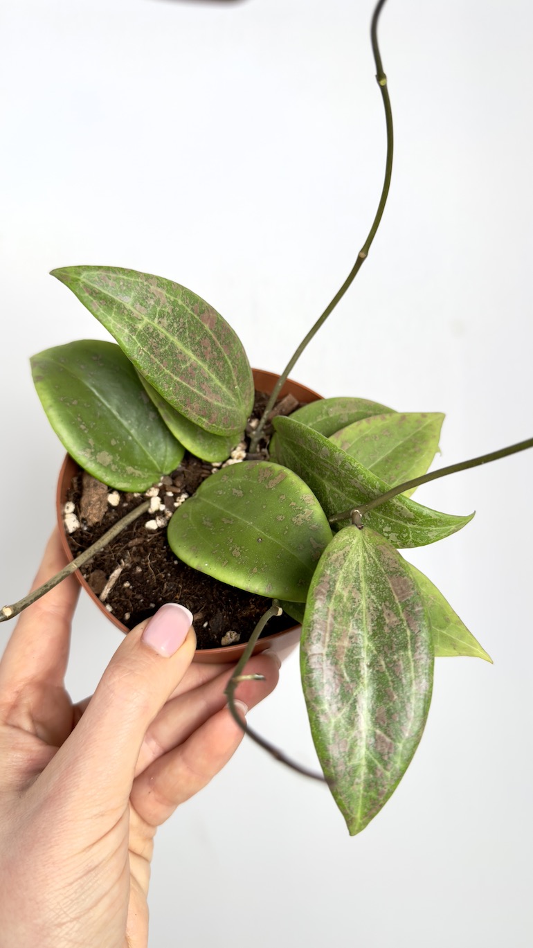 Hoya Wibergiae