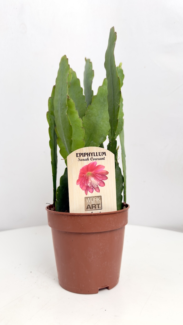 Epiphyllum Sarah Courant