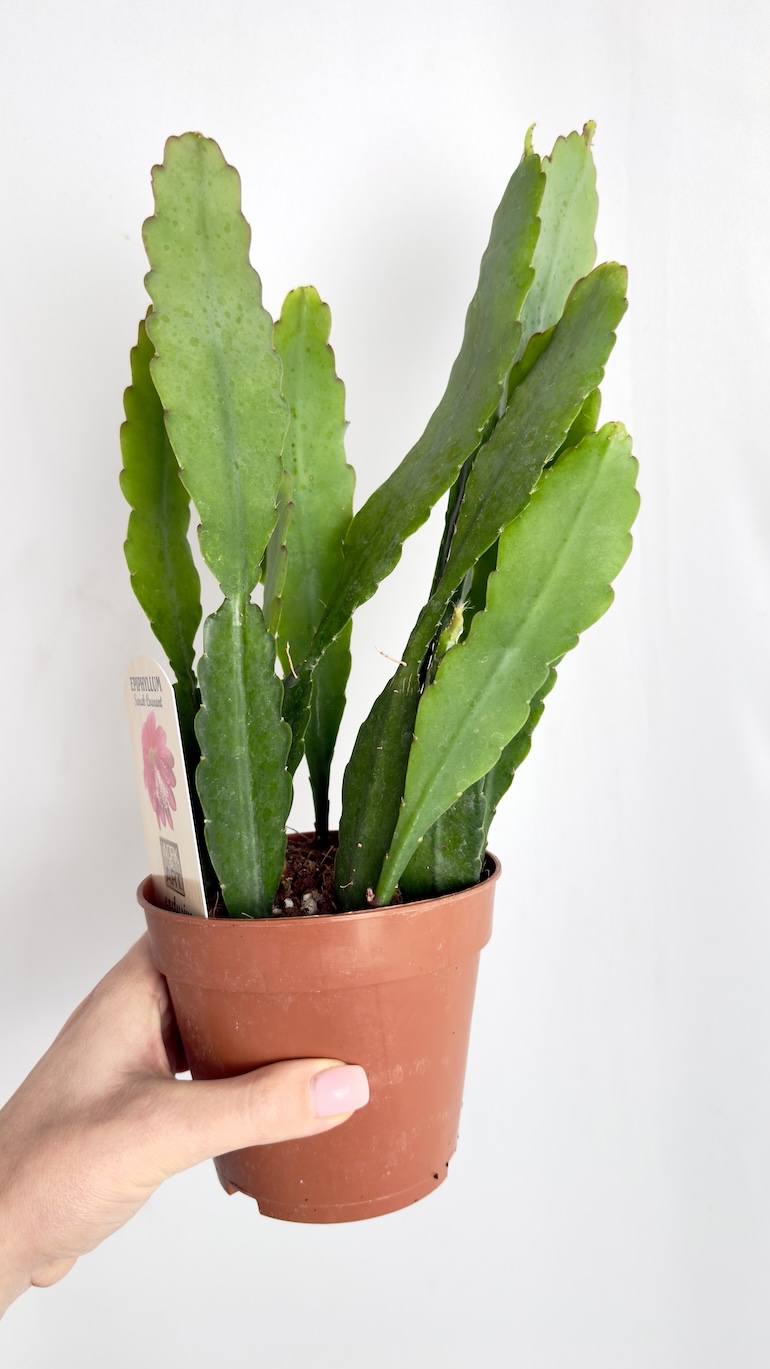 Epiphyllum Sarah Courant