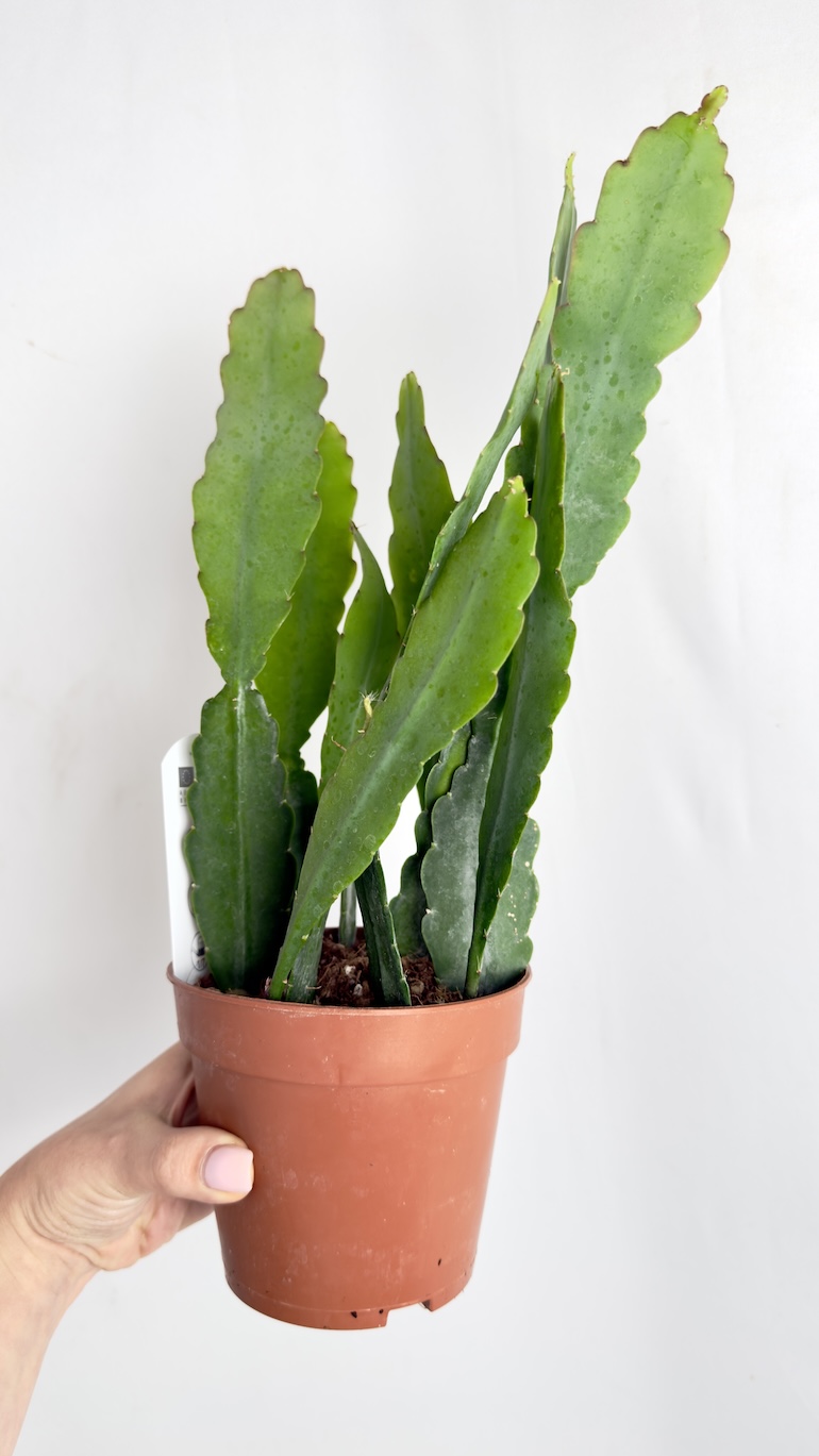 Epiphyllum Sarah Courant