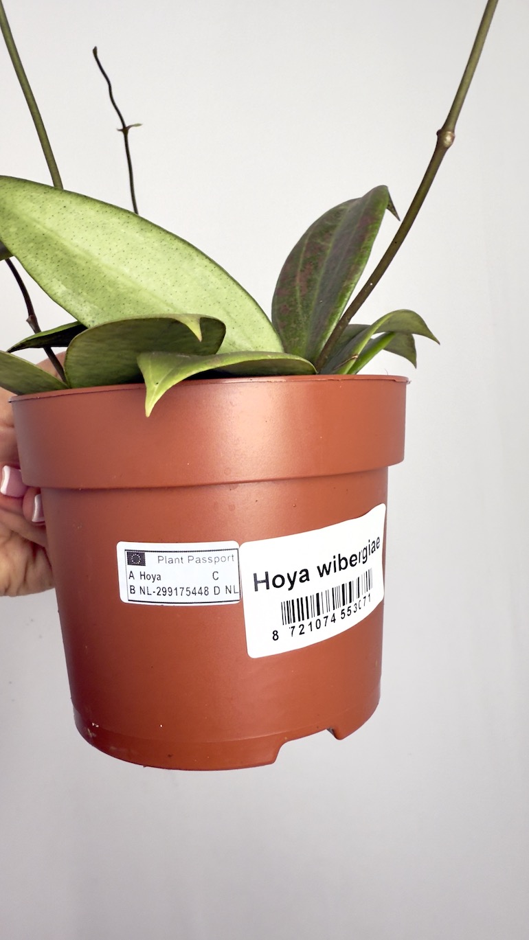 Hoya Wibergiae