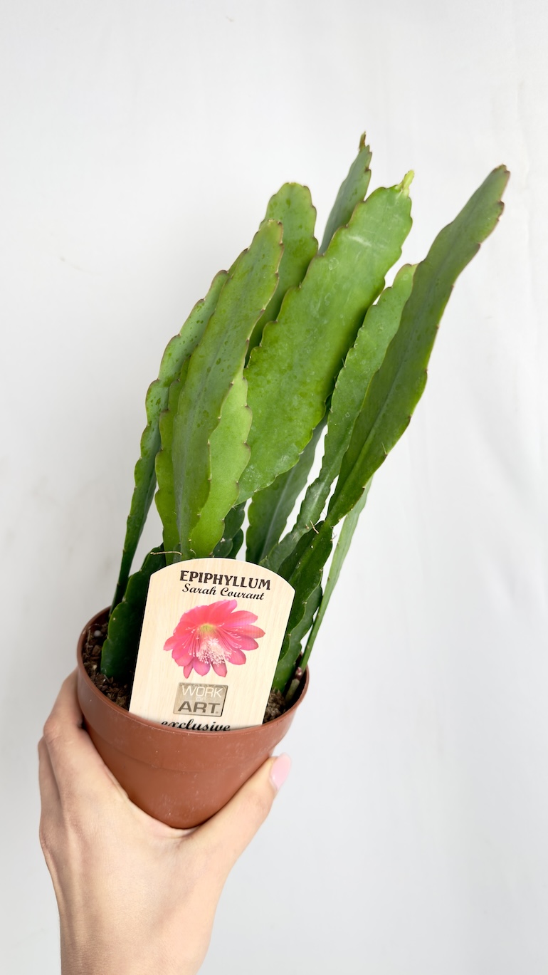 Epiphyllum Sarah Courant