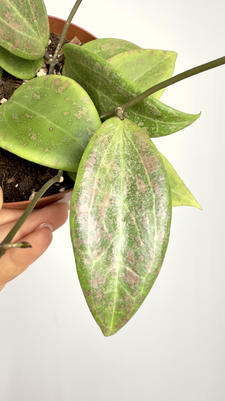 Hoya Wibergiae