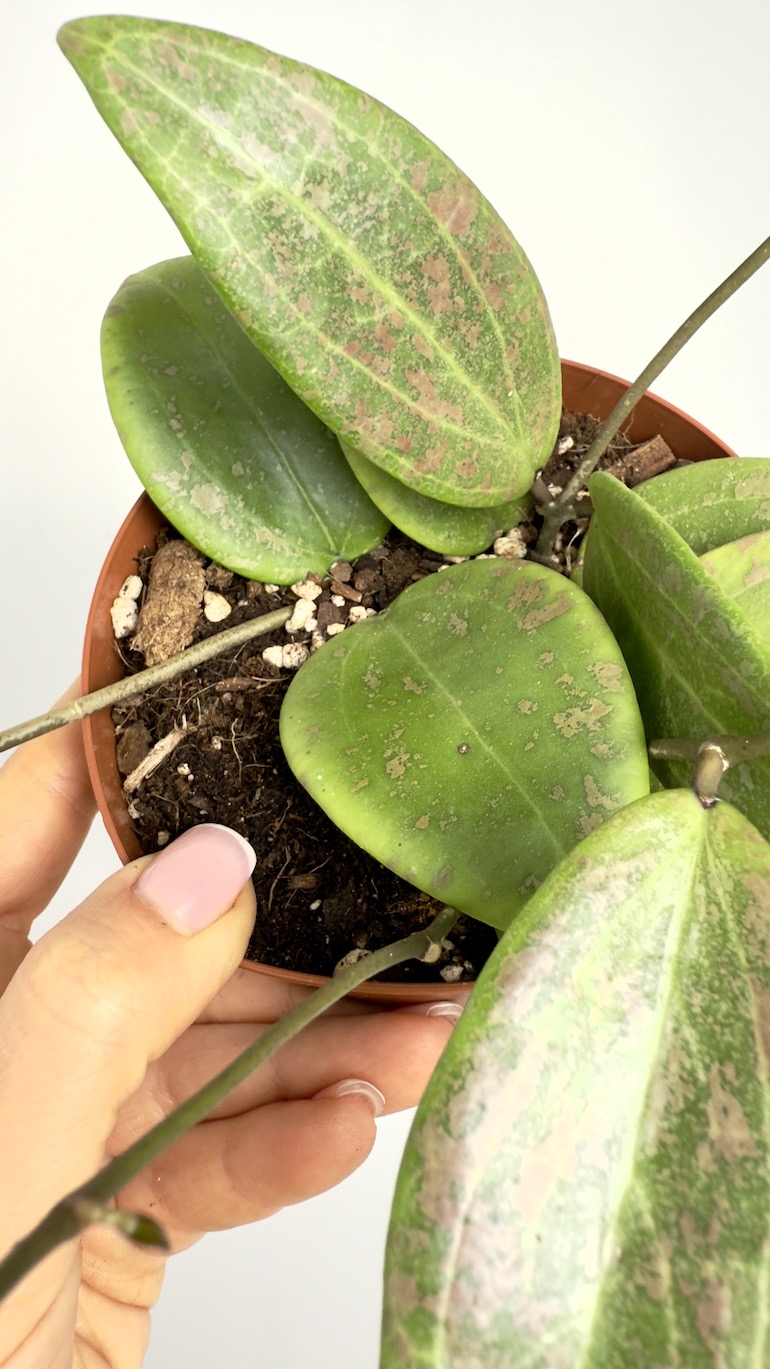 Hoya Wibergiae