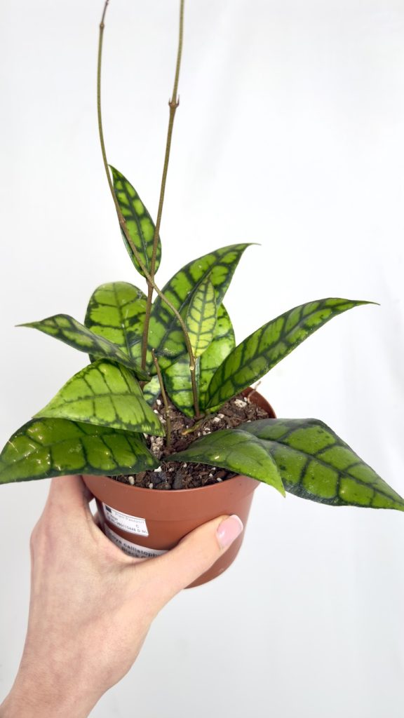 Hoya Callistophylla Black Cat