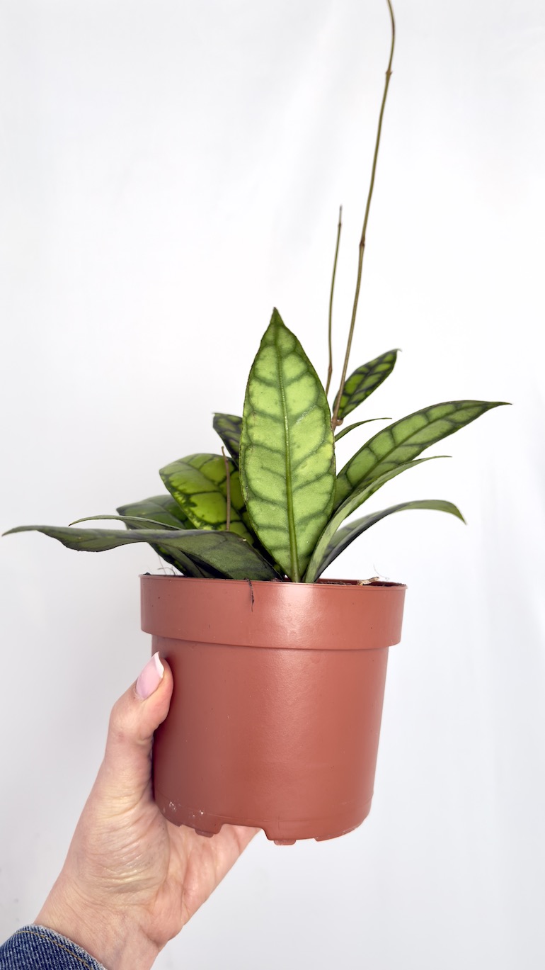 Hoya Callistophylla Black Cat