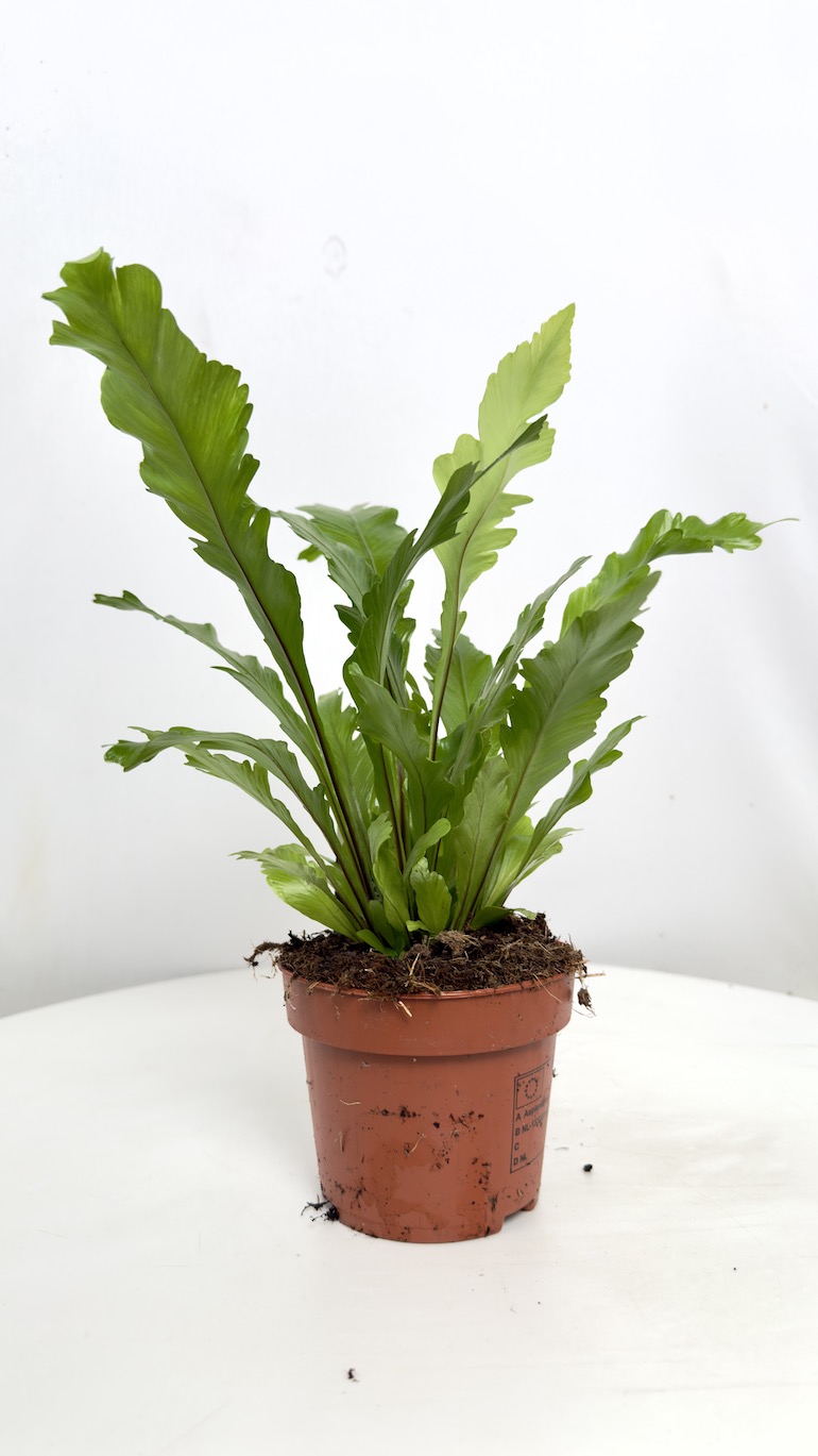 Asplenium nidus Campio