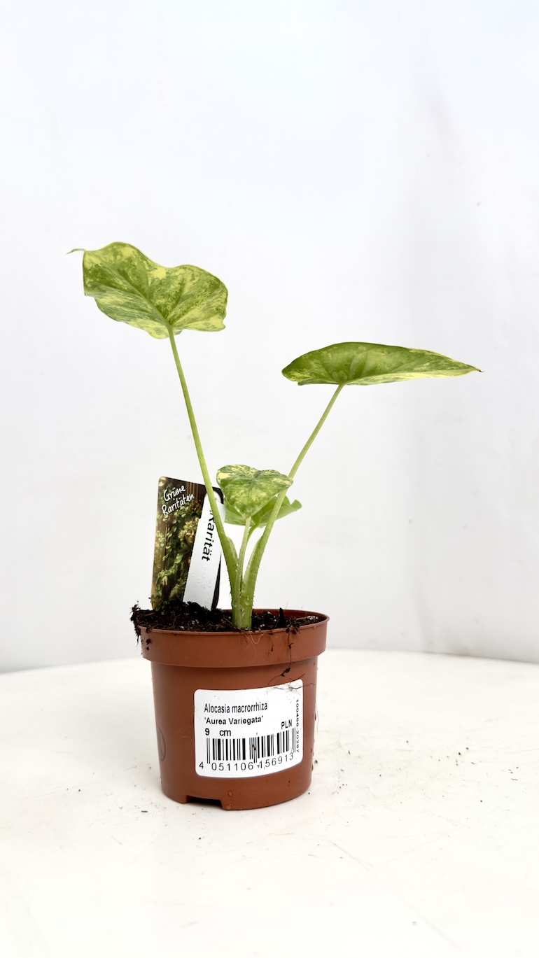 Alocasia Aurea Variegata 10/20cm