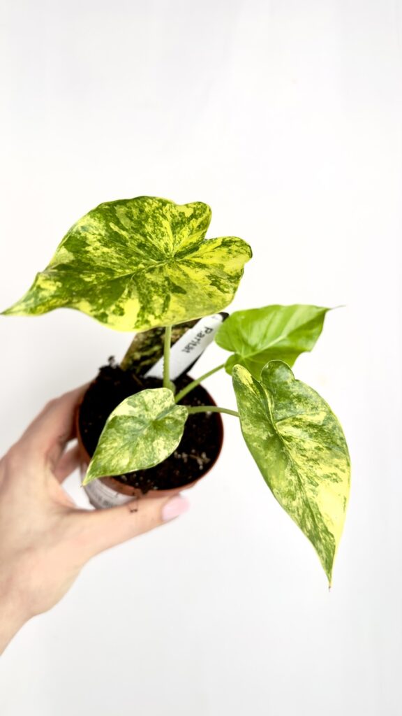 Alocasia Aurea Variegata
