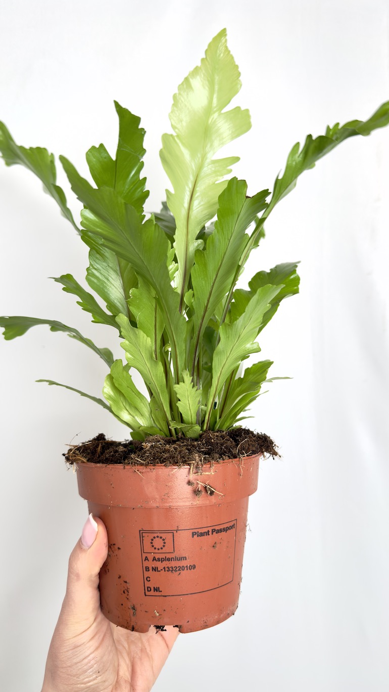 Asplenium nidus Campio
