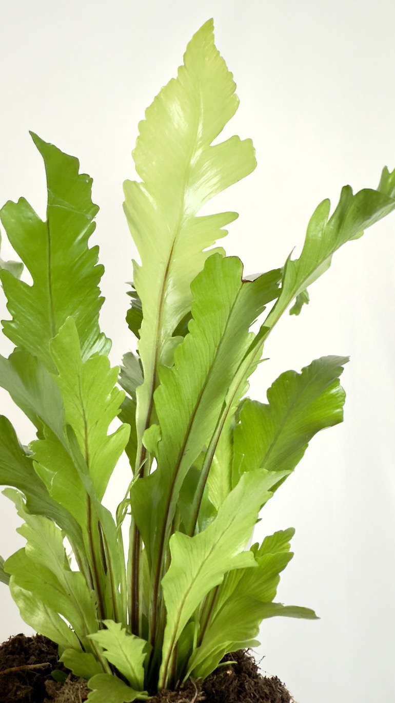 Asplenium nidus Campio