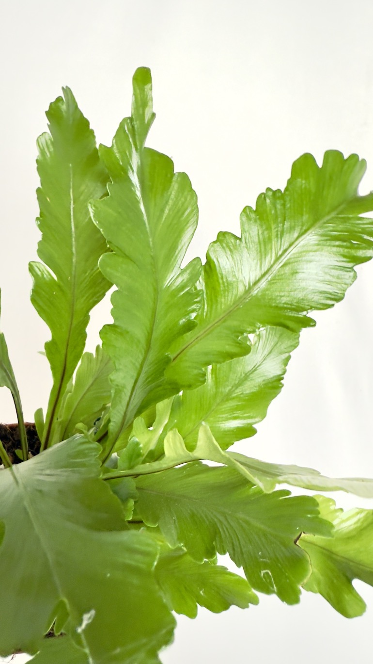 Asplenium nidus Campio