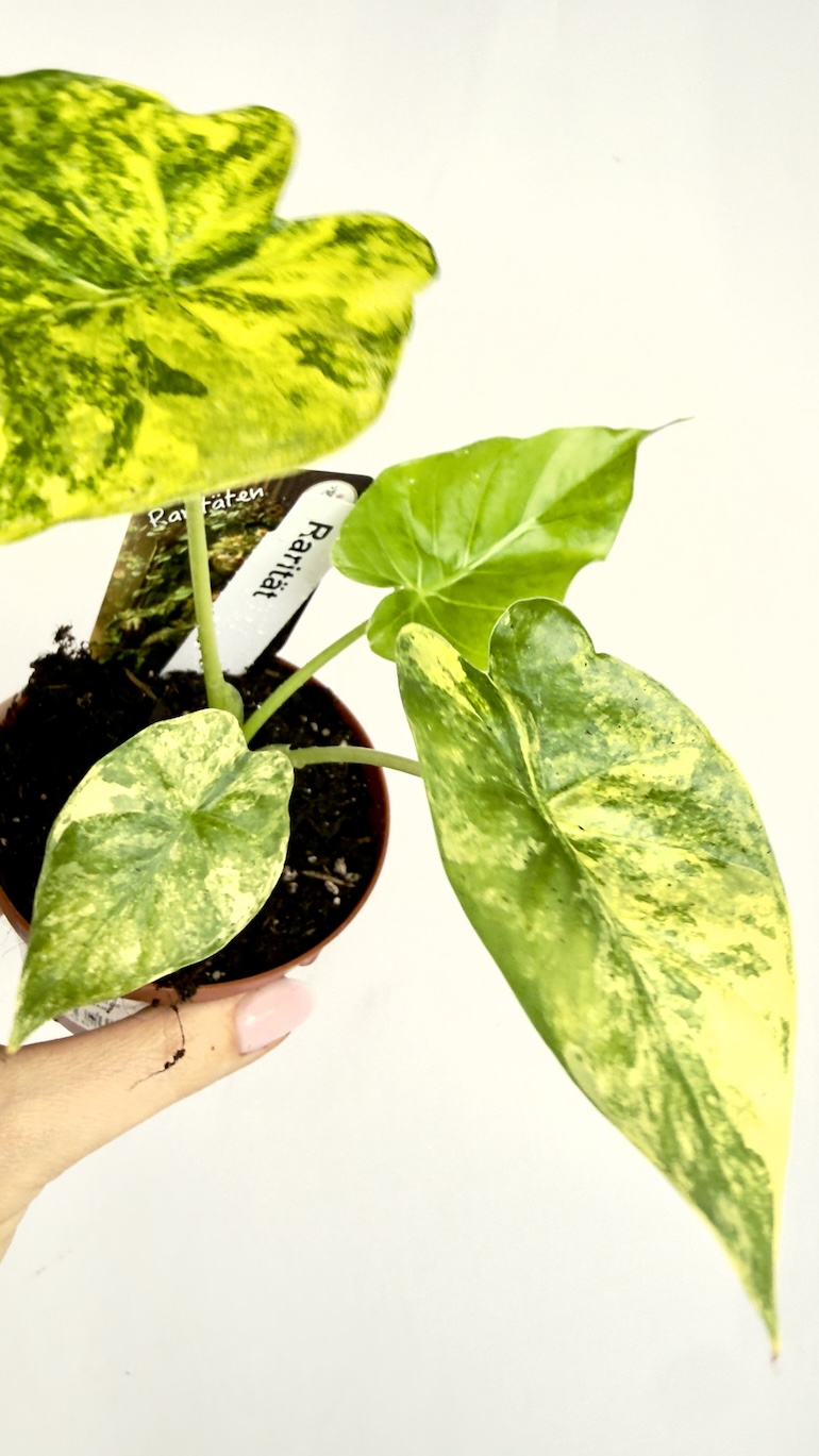 Alocasia Aurea Variegata 10/20cm