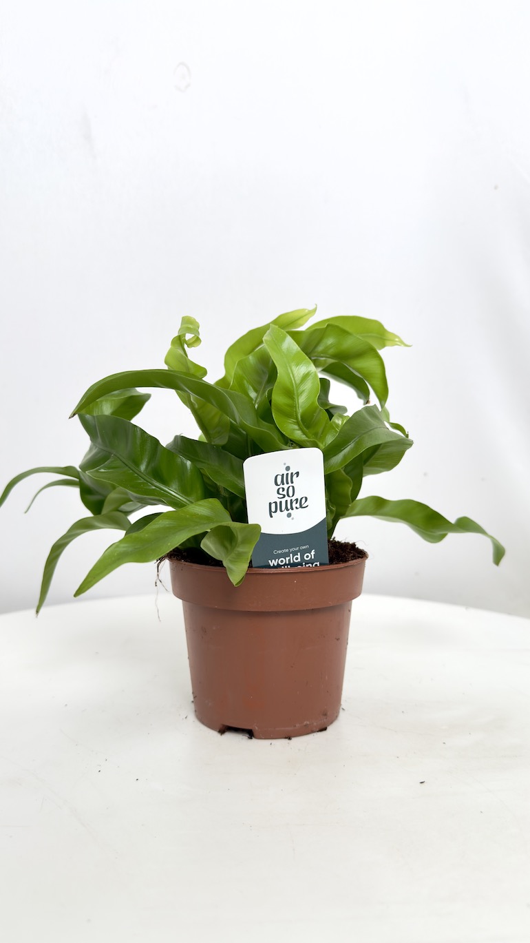 Asplenium Hurricane